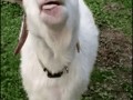 коза