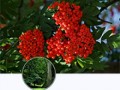 li_png_0027