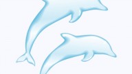 dolphins-