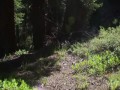 Прыжки с тарзанки в горную реку