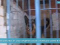 Как спастись от стаи бродячих собак