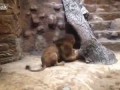 Лев убил львицу в зоопарке