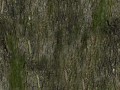 arch31_001_bark (1)