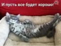 котик