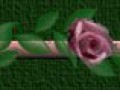 _3_arnusha