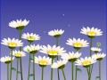 daisies00020_2