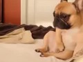 His morning routine - French Bulldog