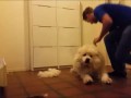 Grooming Samoyed