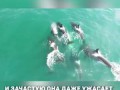 Расправа косаток над малым полосатиком Минке
