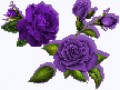 _5_arnusha