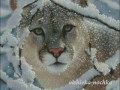Puma1