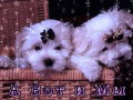 А-вот-и-мы-
