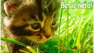 Вот и лето!