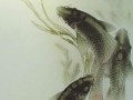 koiglass