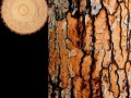 log2