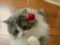 Кошка kyoumetan