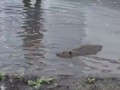 Ремонтировать Дороги или Разводить Бобров. Repairing Roads or Raising Beavers.