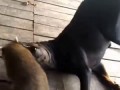 Енот, которого нашли на дороге, стал лучшим другом собаки