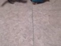 poor kitten