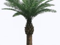 palm_tree_8