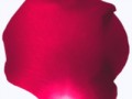 optimized-sqet