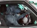 DRIVING school for DOGS in New Zealand. DOG DRIVING CAR