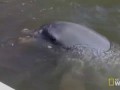 An Animal Ruined My Vacation: Dirty Dolphin