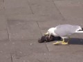 Чайка ест голубя/Seagull eats pigeon