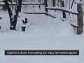 Белочка не придёт