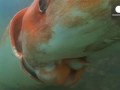 Гигантского кальмара сняли на видео у берегов Японии