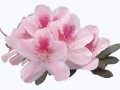 azaleas
