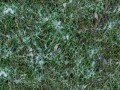 depositphotos_208496498-stock-photo-grass-snow-seamless-texture-background