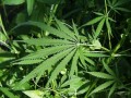 Marijuana