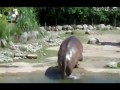 Бегемот пукнул