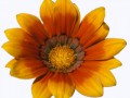 yellow-orange_flowers_119