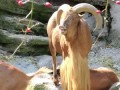 Баран кричит как человек