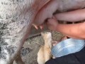 Кот любит коровье молоко