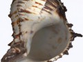 conchshell1