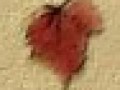 1__arnusha