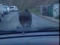 Кабан в городе