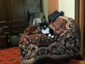 Нападение кота / attack cat