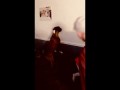 Boxer Dog Tries to Catch Shadows