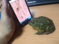 Троллинг жабы