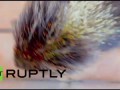Brazil: Paraplegic porcupine on a roll with DIY wheelchair