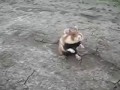 Berserk Hamster - Бешеный хомяк