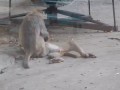 Любовные игры обезьян
