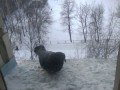 Девушка спасла безногого голубя