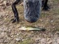 Не трогай моих рыбов!