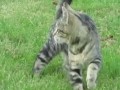 Кот и птичка