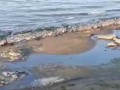Стая бездомных собак напала на ребёнка.